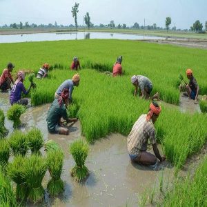 பிரதமரின் பயிர் காப்பீடு பலன் – கோவை விவசாயிகளுக்கு வேளாண் அதிகாரி முக்கிய அறிவிப்பு